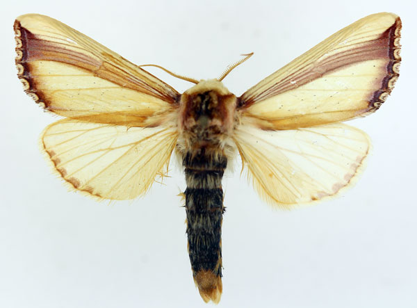 /filer/webapps/moths/media/images/V/vittata_Antheua_AM_ISEA.jpg