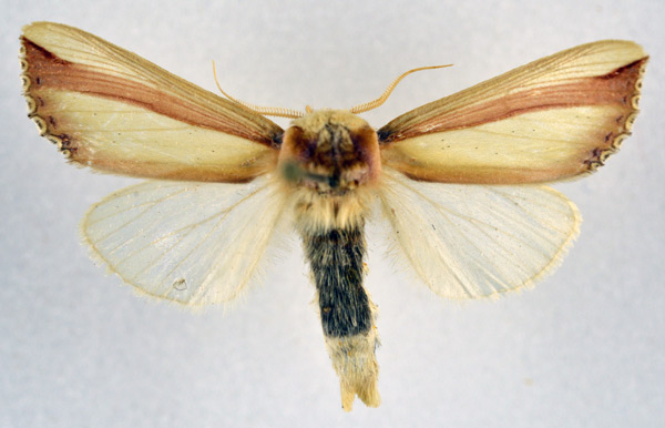 /filer/webapps/moths/media/images/V/vittata_Antheua_AM_NHMO.jpg