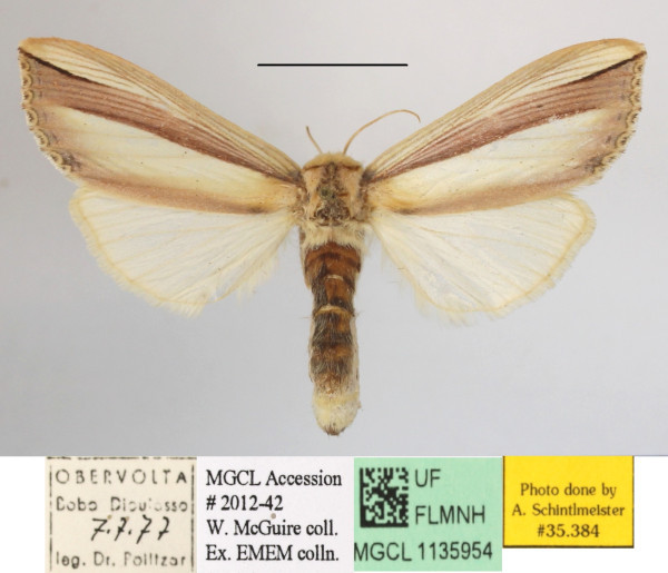 /filer/webapps/moths/media/images/V/vittata_Antheua_A_MGCLa_01.JPG