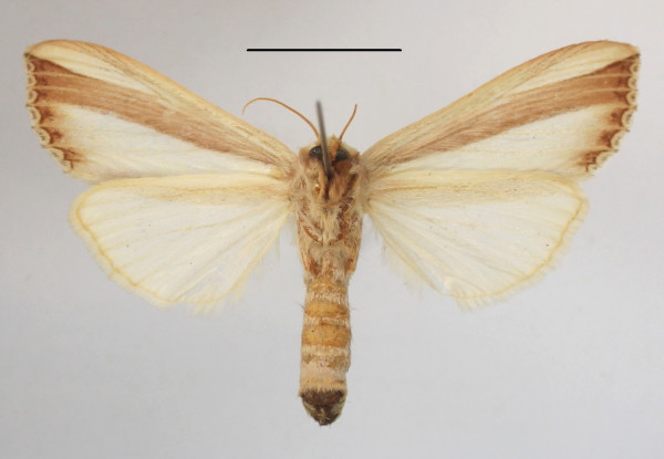 /filer/webapps/moths/media/images/V/vittata_Antheua_A_MGCLb_01.JPG