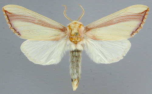 /filer/webapps/moths/media/images/V/vittata_Antheua_A_RMCA_01.jpg