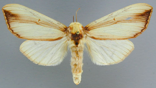/filer/webapps/moths/media/images/V/vittata_Antheua_A_RMCA_02.jpg