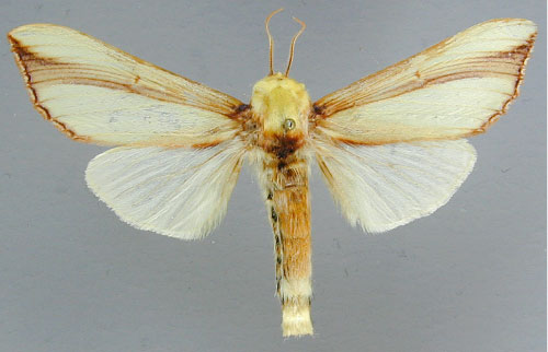 /filer/webapps/moths/media/images/V/vittata_Antheua_A_RMCA_03.jpg
