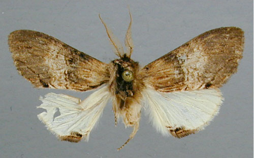 /filer/webapps/moths/media/images/V/vittata_Atrasana_HT_RMCA.jpg