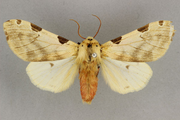 /filer/webapps/moths/media/images/V/vittata_Disparctia_AF_BMNH.jpg