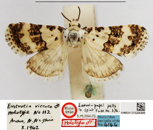 /filer/webapps/moths/media/images/V/vittata_Eustrotia_HT_NHMUK.jpg