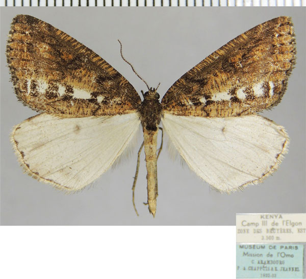 /filer/webapps/moths/media/images/V/vittata_Oreometra_AM_ZSMa.jpg