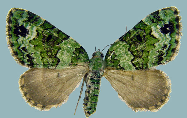 /filer/webapps/moths/media/images/V/vittata_Piercia_AF_Staude.jpg