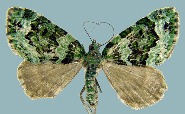 /filer/webapps/moths/media/images/V/vittata_Piercia_AF_Staudea.jpg