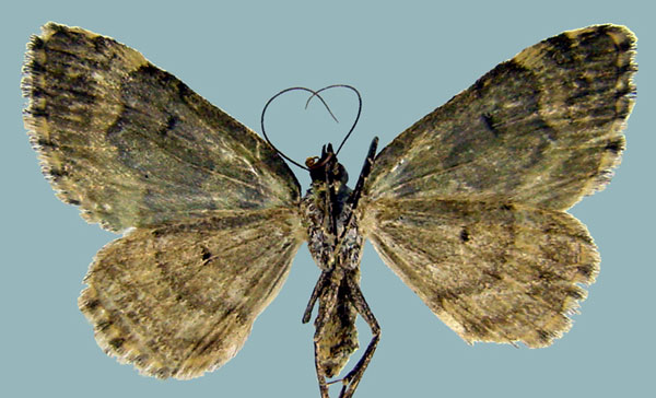 /filer/webapps/moths/media/images/V/vittata_Piercia_AF_Staudeb.jpg