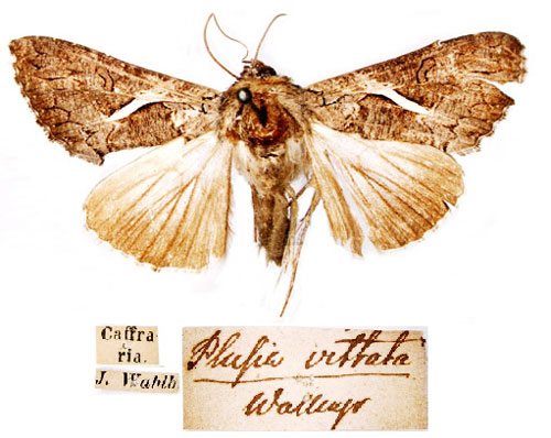 /filer/webapps/moths/media/images/V/vittata_Plusia_HT_SNHM.jpg