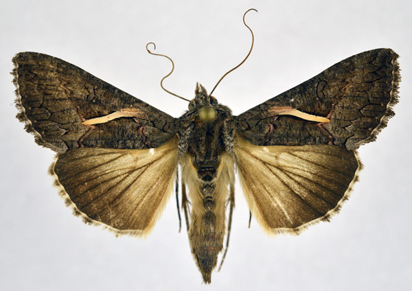 /filer/webapps/moths/media/images/V/vittata_Vittaplusia_AF_NHMO.jpg