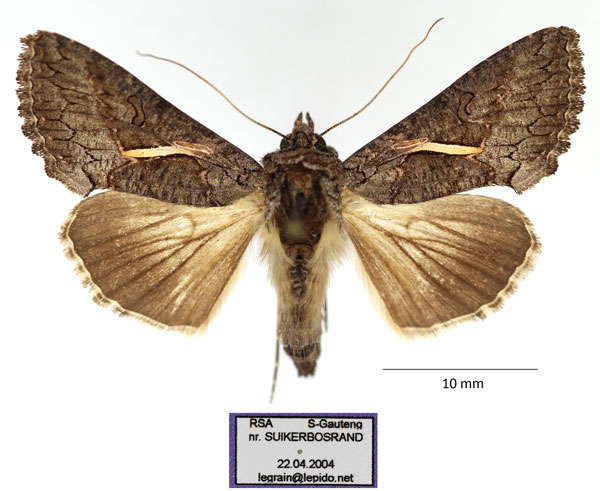 /filer/webapps/moths/media/images/V/vittata_Vittaplusia_AF_RBINS.jpg