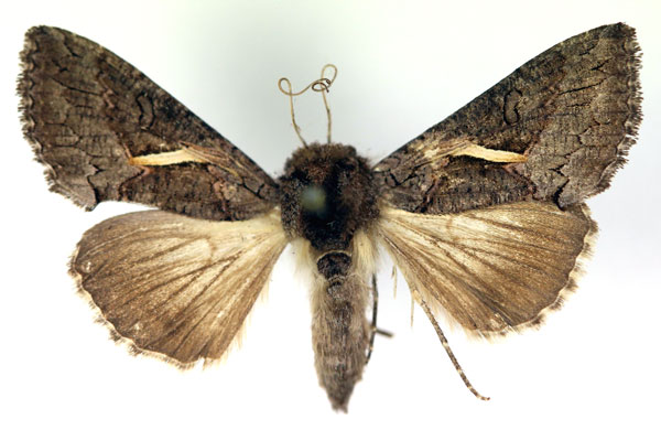 /filer/webapps/moths/media/images/V/vittata_Vittaplusia_AF_RMCA.jpg