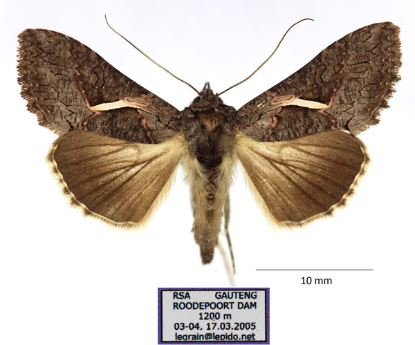/filer/webapps/moths/media/images/V/vittata_Vittaplusia_AM_RBINS.jpg