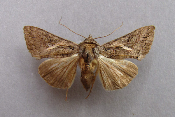 /filer/webapps/moths/media/images/V/vittata_Vittaplusia_A_Baron.jpg