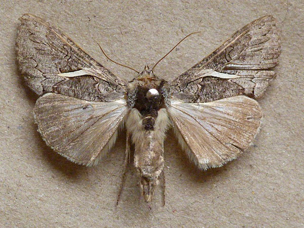 /filer/webapps/moths/media/images/V/vittata_Vittaplusia_A_Butler.jpg