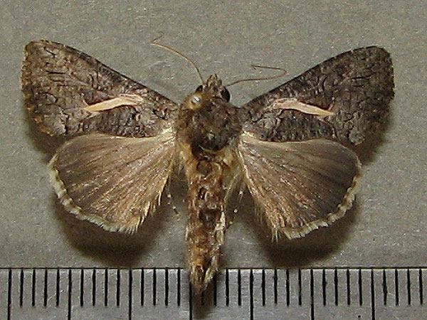 /filer/webapps/moths/media/images/V/vittata_Vittaplusia_A_Goff.jpg