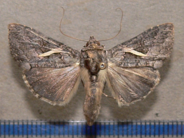 /filer/webapps/moths/media/images/V/vittata_Vittaplusia_A_Goff_02.jpg