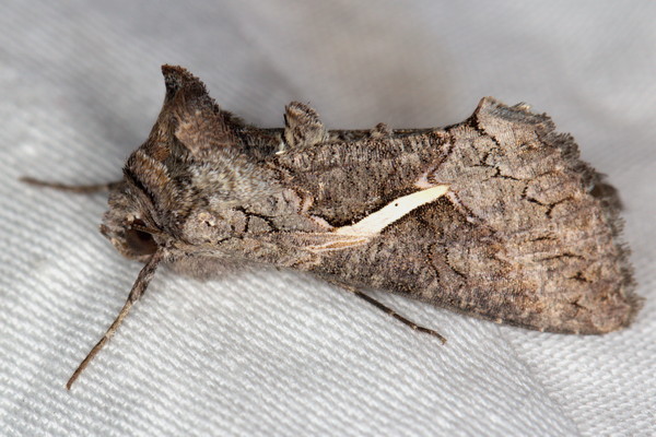 /filer/webapps/moths/media/images/V/vittata_Vittaplusia_A_Heyns_01.jpg
