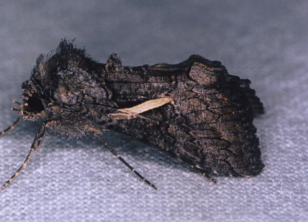 /filer/webapps/moths/media/images/V/vittata_Vittaplusia_A_Roland_01.jpg