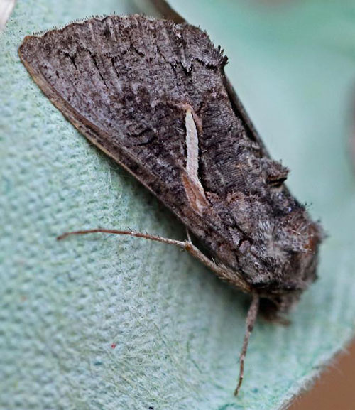/filer/webapps/moths/media/images/V/vittata_Vittaplusia_A_Voaden.jpg
