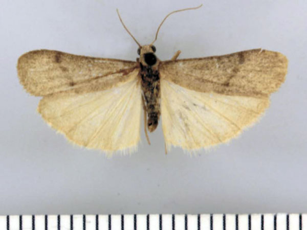 /filer/webapps/moths/media/images/V/vittatum_Entephrilema_HT_TMSA.jpg