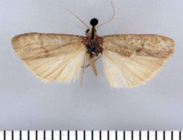 /filer/webapps/moths/media/images/V/vittatum_Entephrilema_PTF_TMSA.jpg
