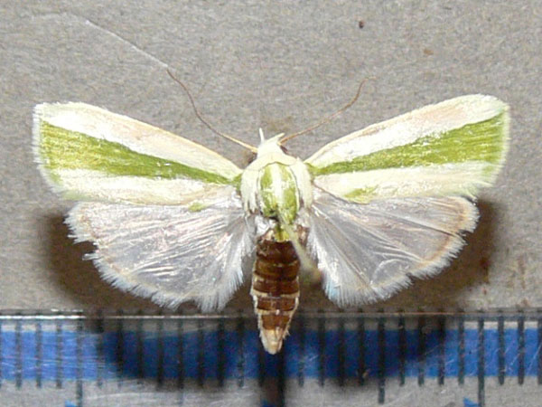 /filer/webapps/moths/media/images/V/vittella_Earias_A_Goff_01.jpg