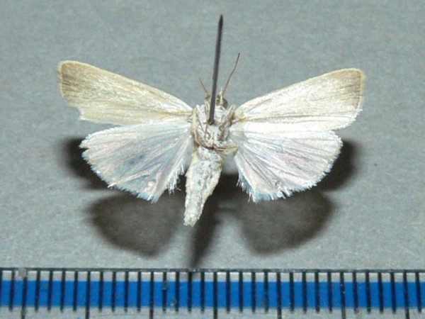 /filer/webapps/moths/media/images/V/vittella_Earias_A_Goffb_01.jpg