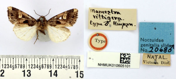 /filer/webapps/moths/media/images/V/vittigera_Mamestra_HT_BMNH.jpg