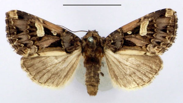 /filer/webapps/moths/media/images/V/vittigera_Odontestra_AM_BMNH.jpg