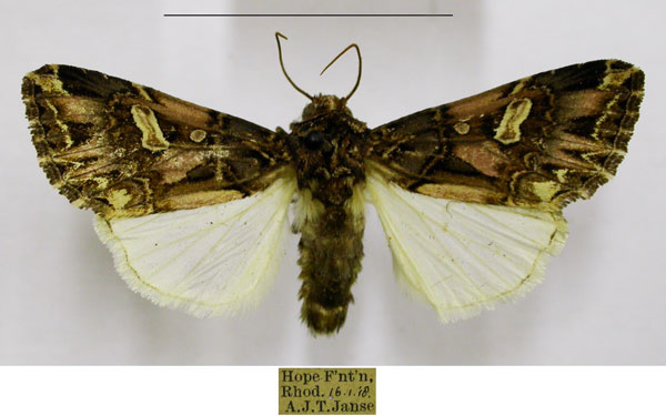 /filer/webapps/moths/media/images/V/vittigera_Odontestra_AM_TMSA.jpg