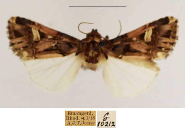 /filer/webapps/moths/media/images/V/vittigera_Odontestra_AM_TMSA_01.jpg