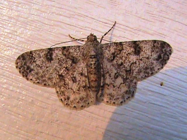/filer/webapps/moths/media/images/V/viverra_Zeuctoboarmia_A_Guyonnet.jpg