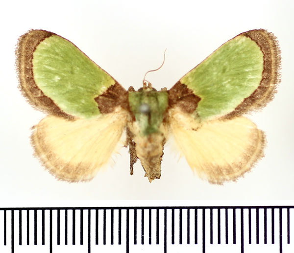 /filer/webapps/moths/media/images/V/vivida_Latoia_AF_BMNH.jpg