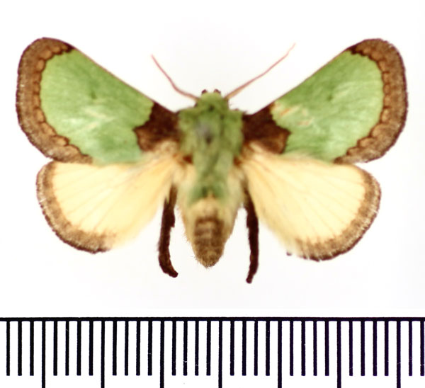 /filer/webapps/moths/media/images/V/vivida_Latoia_AM_BMNH.jpg