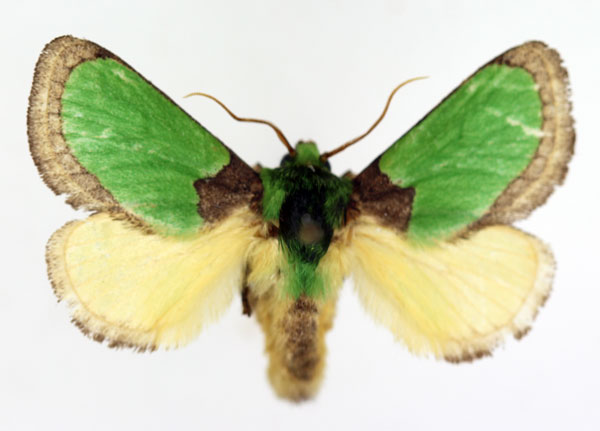 /filer/webapps/moths/media/images/V/vivida_Latoia_AM_ISEA_01.jpg
