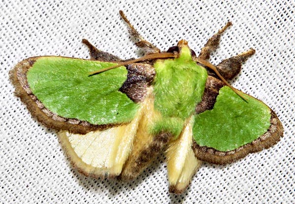 /filer/webapps/moths/media/images/V/vivida_Latoia_A_Braun_11.jpg