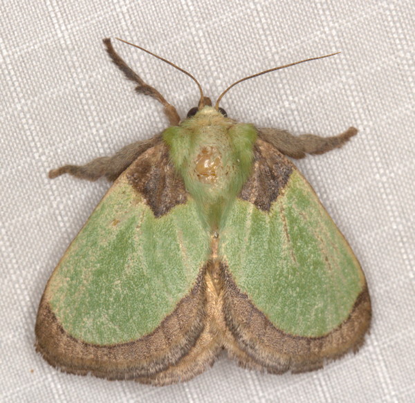 /filer/webapps/moths/media/images/V/vivida_Latoia_A_Heyns_02.jpg