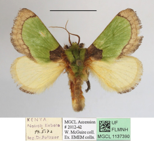 /filer/webapps/moths/media/images/V/vivida_Latoia_A_MGCLa_01.JPG