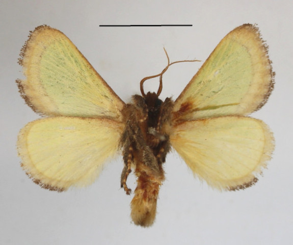 /filer/webapps/moths/media/images/V/vivida_Latoia_A_MGCLb_01.JPG