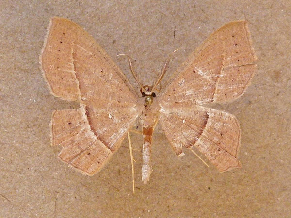 /filer/webapps/moths/media/images/V/vividaria_Traminda_A_Butler_02.jpg