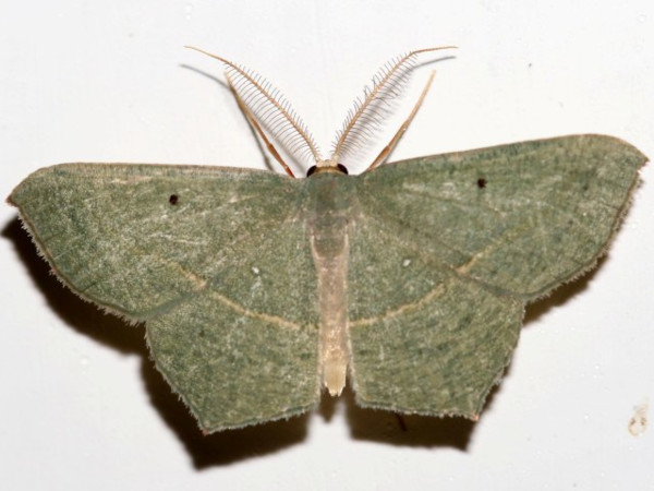 /filer/webapps/moths/media/images/V/vividaria_Traminda_A_Grimm.jpg