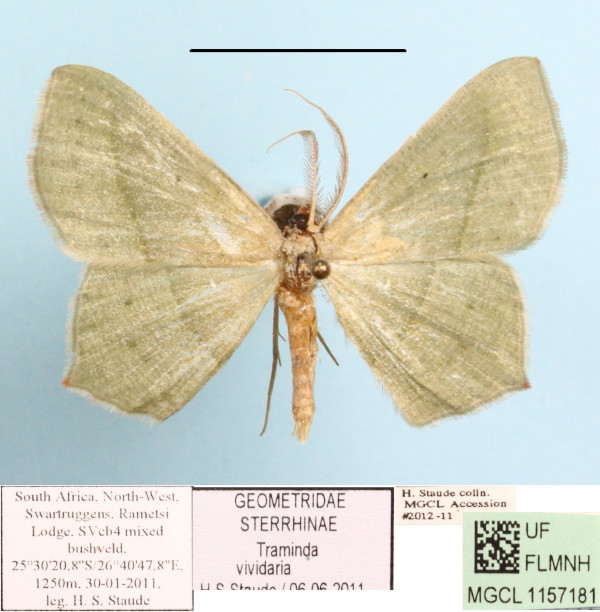 /filer/webapps/moths/media/images/V/vividaria_Traminda_A_MGCL_01.jpg