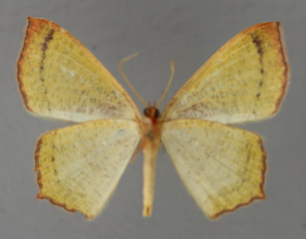 /filer/webapps/moths/media/images/V/vividaria_Traminda_A_ZSM_02.jpg