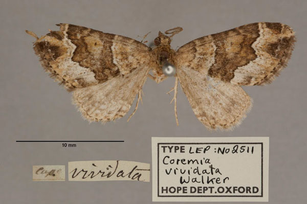 /filer/webapps/moths/media/images/V/vividata_Coremia_HT_OUMNH_01.jpg