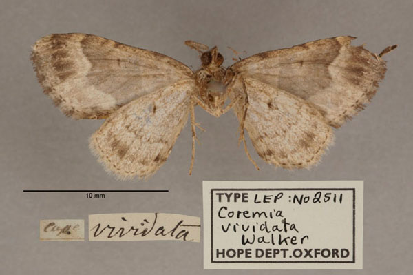 /filer/webapps/moths/media/images/V/vividata_Coremia_HT_OUMNH_02.jpg