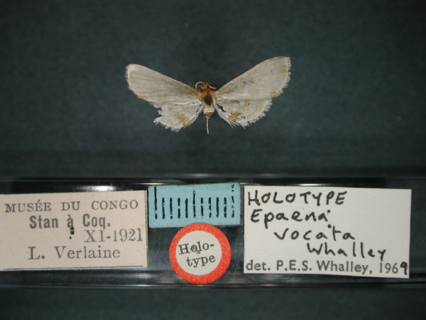/filer/webapps/moths/media/images/V/vocata_Epaena_HT_RMCA_01.jpg