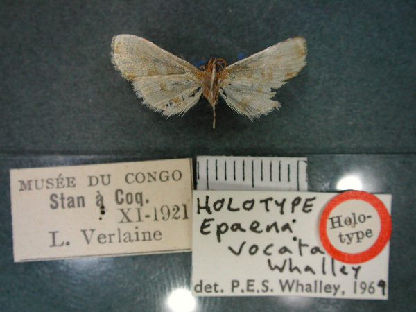 /filer/webapps/moths/media/images/V/vocata_Epaena_HT_RMCA_02.jpg